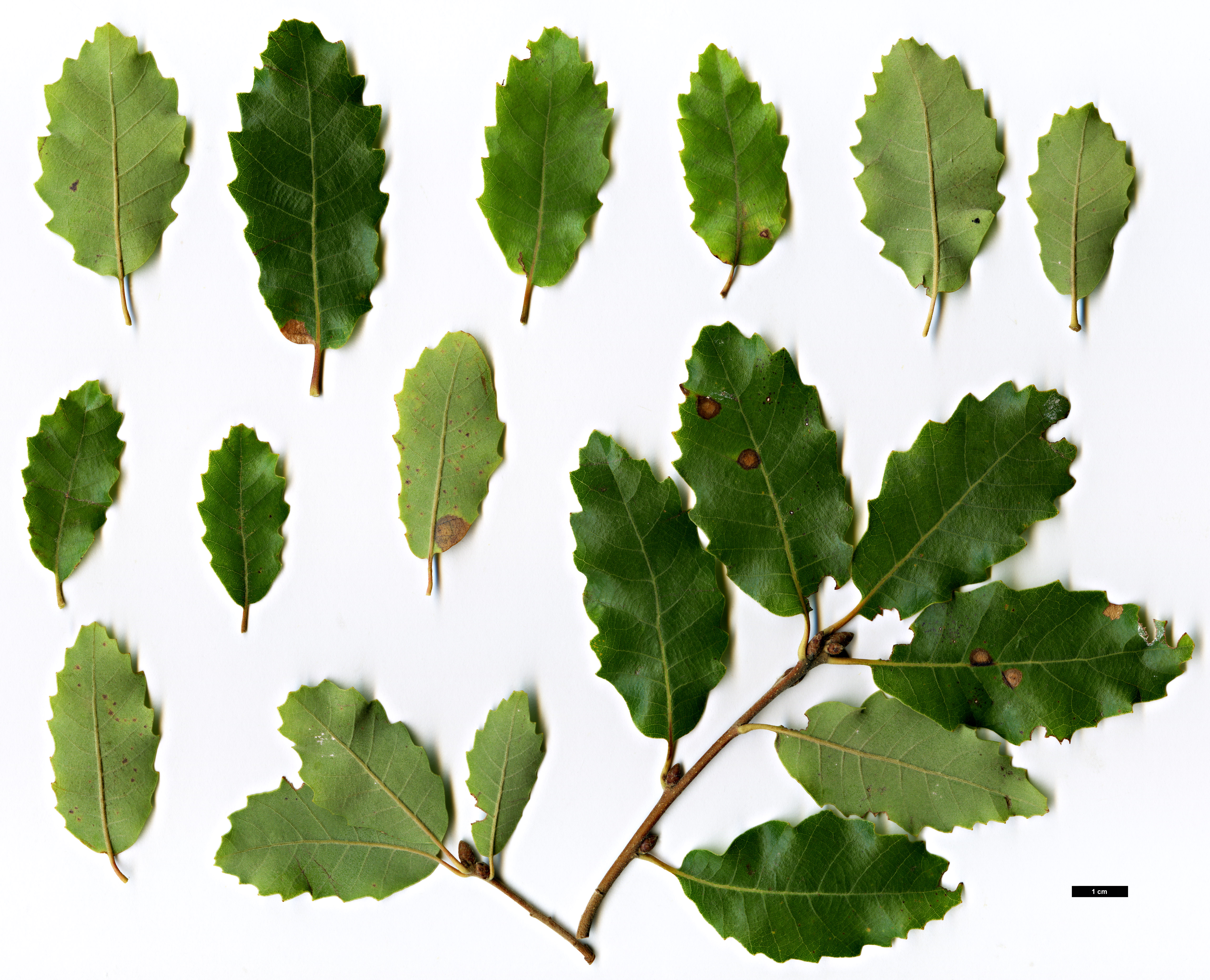 High resolution image: Family: Fagaceae - Genus: Quercus - Taxon: faginea - SpeciesSub: subsp. faginea